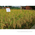 Все естественные семена рисовых рисовых рисовых полос